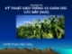 Báo cáo "Kỹ thuật gieo trồng và chăm sóc cây bắp (Ngô)