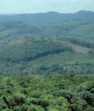 Thực trạng khai thác tài nguyên rừng ở Việt Nam và trên thế giới hiện nay