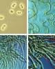 Vi sinh vật - Phân loại vi sinh bằng Sinh Học Phân Tử