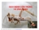 Bài giảng dịch bệnh côn trùng - Khái niệm