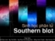 Sinh học phân tử_Southern blot