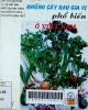 Những cây rau gia vị phổ biến ở Việt Nam